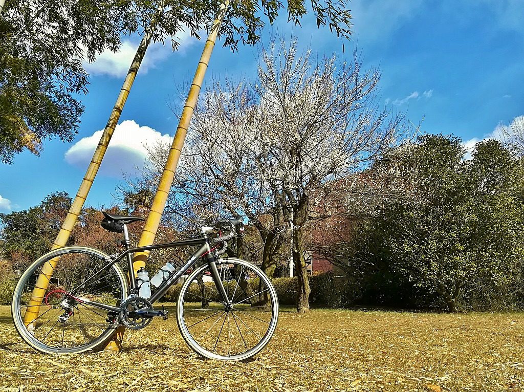 梅の木と自転車