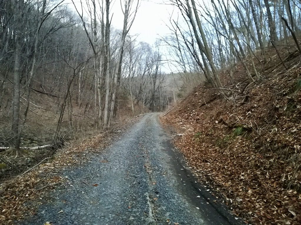静かな林道