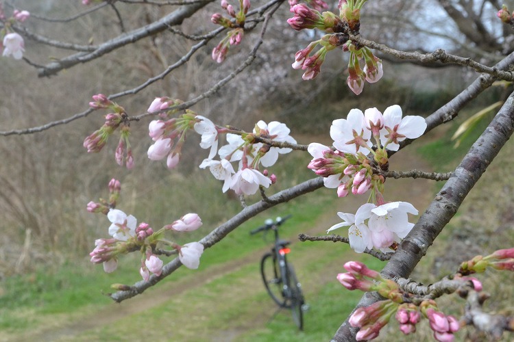 桜の花と電動アシストクロスバイク