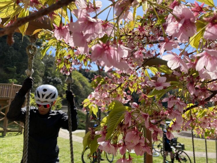 桜と八幡岬公園 千葉県勝浦